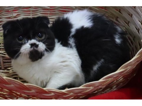 Dişi marjinal renk scottish fold çok güzel yüz hatları