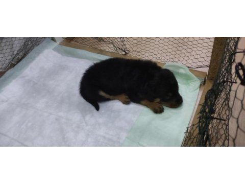 Yavru rottweiler