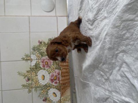 Teacup ve 0 no maltipoo bebeklerim