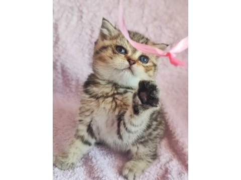 58 günlük tabby renk dişi yavrumuz yeni yuvasına hazır kedim