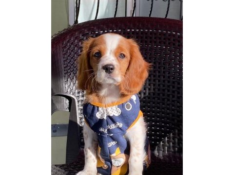 Safkan cavalier king charles (eğitimli)