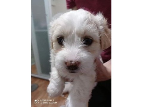 Maltipoo yavrular