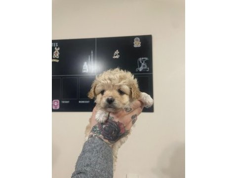 Bebişlerim kore anne kore babadan olma safkan maltipoo