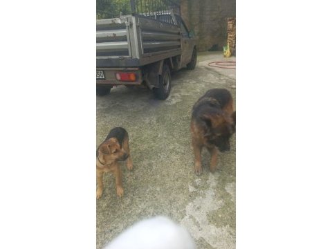 4 aylık alman kurdu erkek köpeğimiz