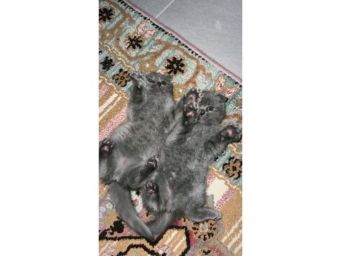 2 aylık eğitimleri tam kedimiz