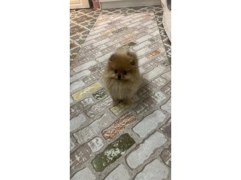 5 aylık aşıları tam dişi pomeranian