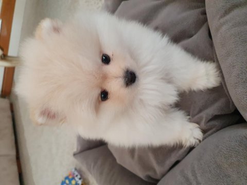 Burbery tarzı pomeranian boo
