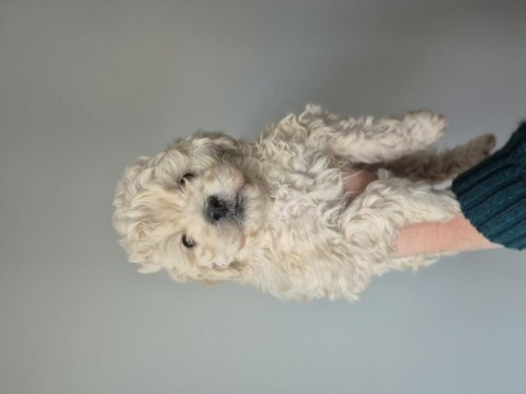 Maltipoo yavrum 55 günlük