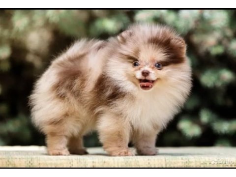 Chocolate merle mikro erkek yavru pomeranian (show)