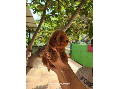 A kalite toy poodle yavrularımız