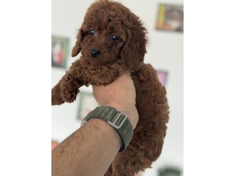 Petmode köpek çiftliğinde ziyarete açık toy poodle