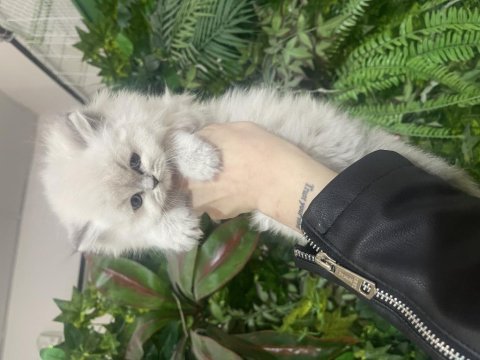 Bebeksi british longhair yavrularım