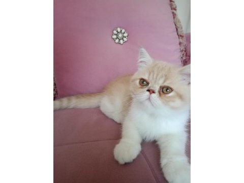 Özel bakımlı kediler böylesi hiç bir yerde yok