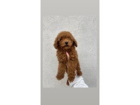 3 aylık erkek toy poodle bebeğimiz