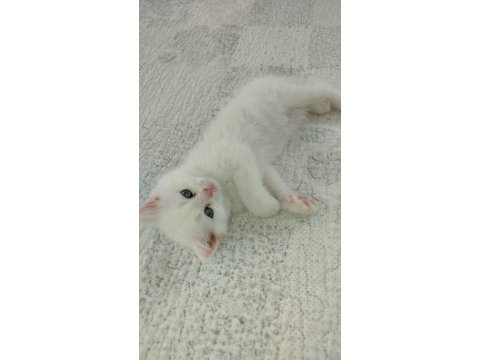 Pamuk british shorthair