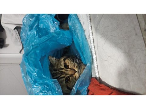 Kedimiz paşaya ömürlük sevgi dolu yuva aranıyor