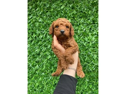 Toy poodle bebekler