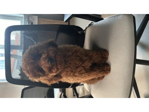 4 aylık safkan toy poodle red brown