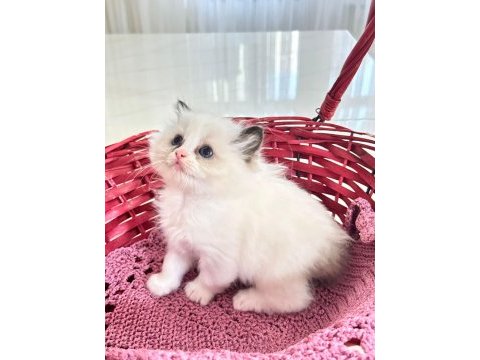 Özel olmak isteyenlere ragdoll