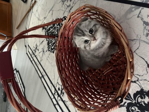 İki aylık scottish fold bebişler sahiplendirilecektir