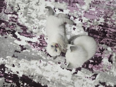 Yavru british longhair cins