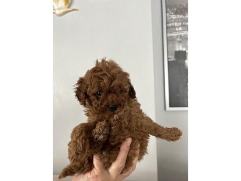 Yavru toy poodle