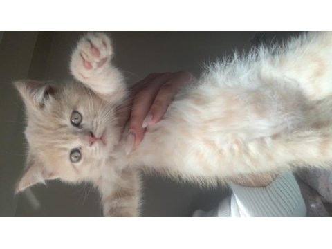 3 erkek british shorthair yavru