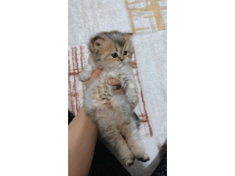 Longhair yavrularımız yeni sahiplerini bekliyor