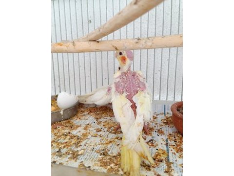 Yeni sultan papağanı yavrular