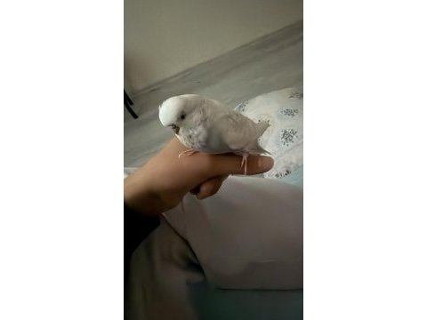Evcil jumbo muhabbet kuşu
