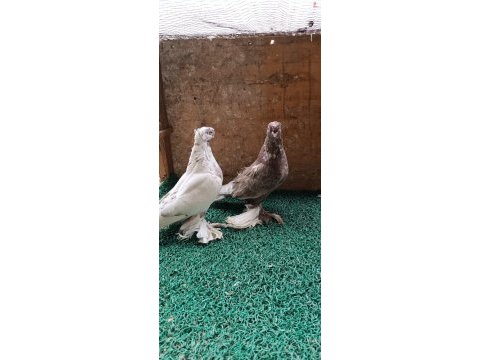 Özbek taklacı güvercini