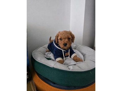Irk ve sağlık garantili poodle bebekler