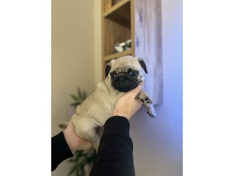 Pug mops üst kalite erkek yavrumuz