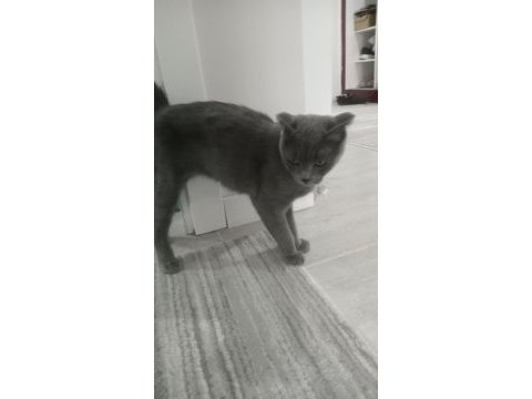 Scottish fold
