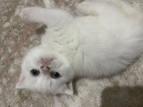 Scottish fold kedimiz