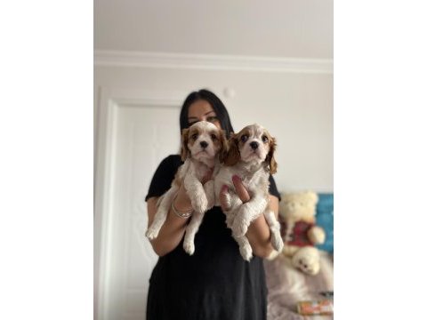 Cavalier king charles yavrularım