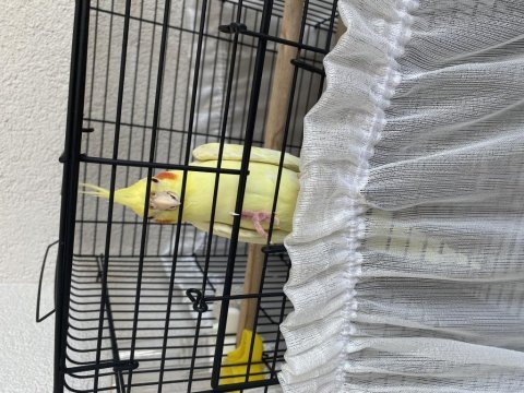 Lutino sultan papağanı kırmızı göz