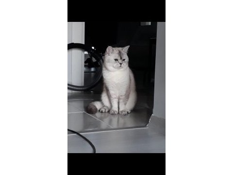 Erkek 2 yaşında cba sertifikalı british shorthair