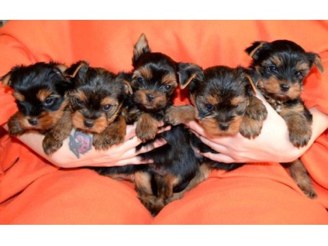 Orijinal yorkshire terrier yavrular