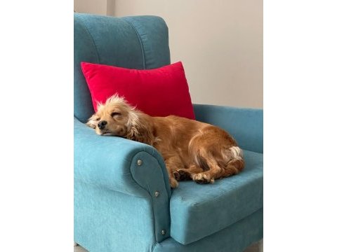 İngiliz cocker köpeği