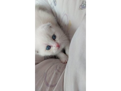 Scottish fold