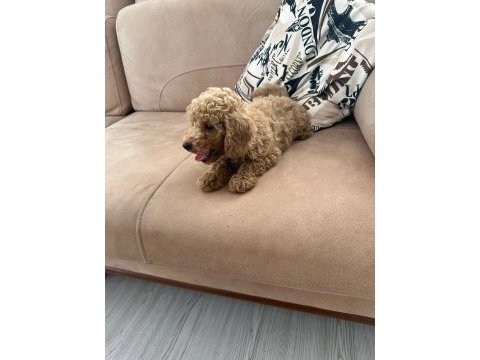 Kucuk yakisiklı poodle