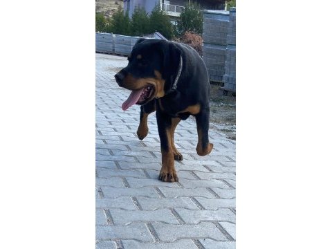 Afyon merkez 7 aylık erkek rottweiler
