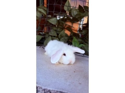 Hollanda lop ve cüce tavşanlar