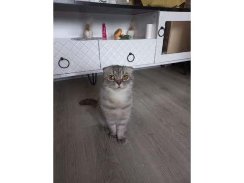 7 aylık dişi scottish fold