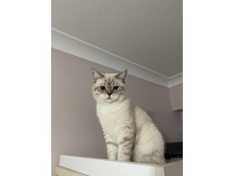 Çiftleştirmek için dişi kedi arıyoruz