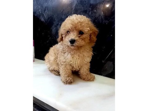 Tea cup erkek toy poodle
