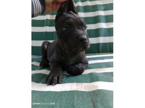 %100 ırk garantili cane corso yavrularımız