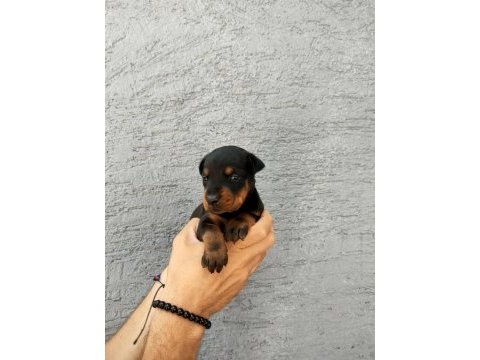 A scr a klass doberman