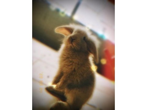 Lop tavşanı